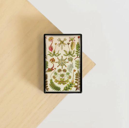 Vintage Succulent Match Box