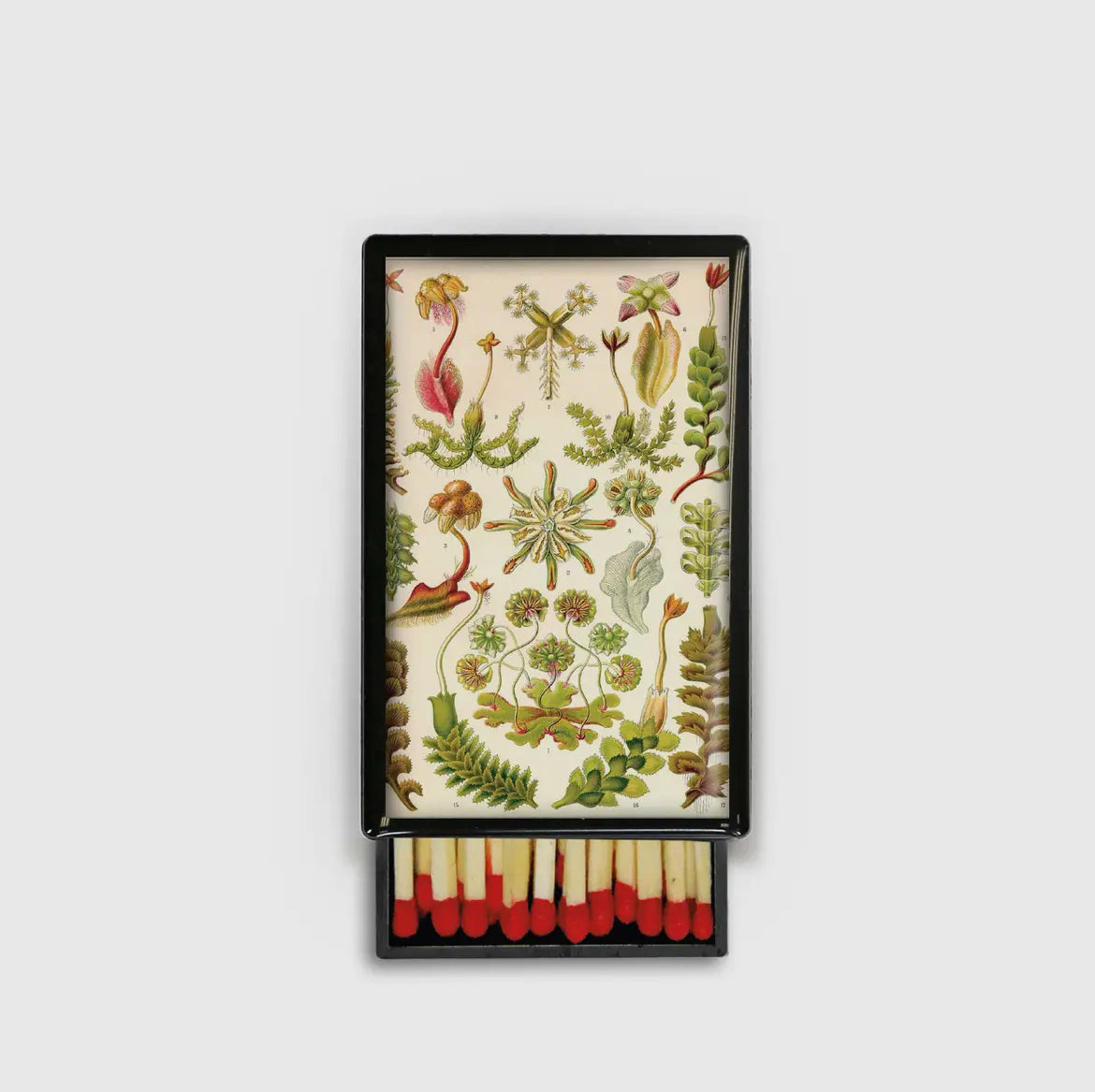 Vintage Succulent Match Box