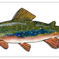 Fish Prints Meg Davies