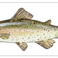 Fish Prints Meg Davies