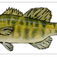 Fish Prints Meg Davies