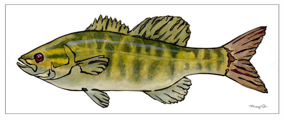 Fish Prints Meg Davies