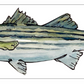 Fish Prints Meg Davies