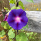 Morning Glory Heirloom Garden Seed Packets