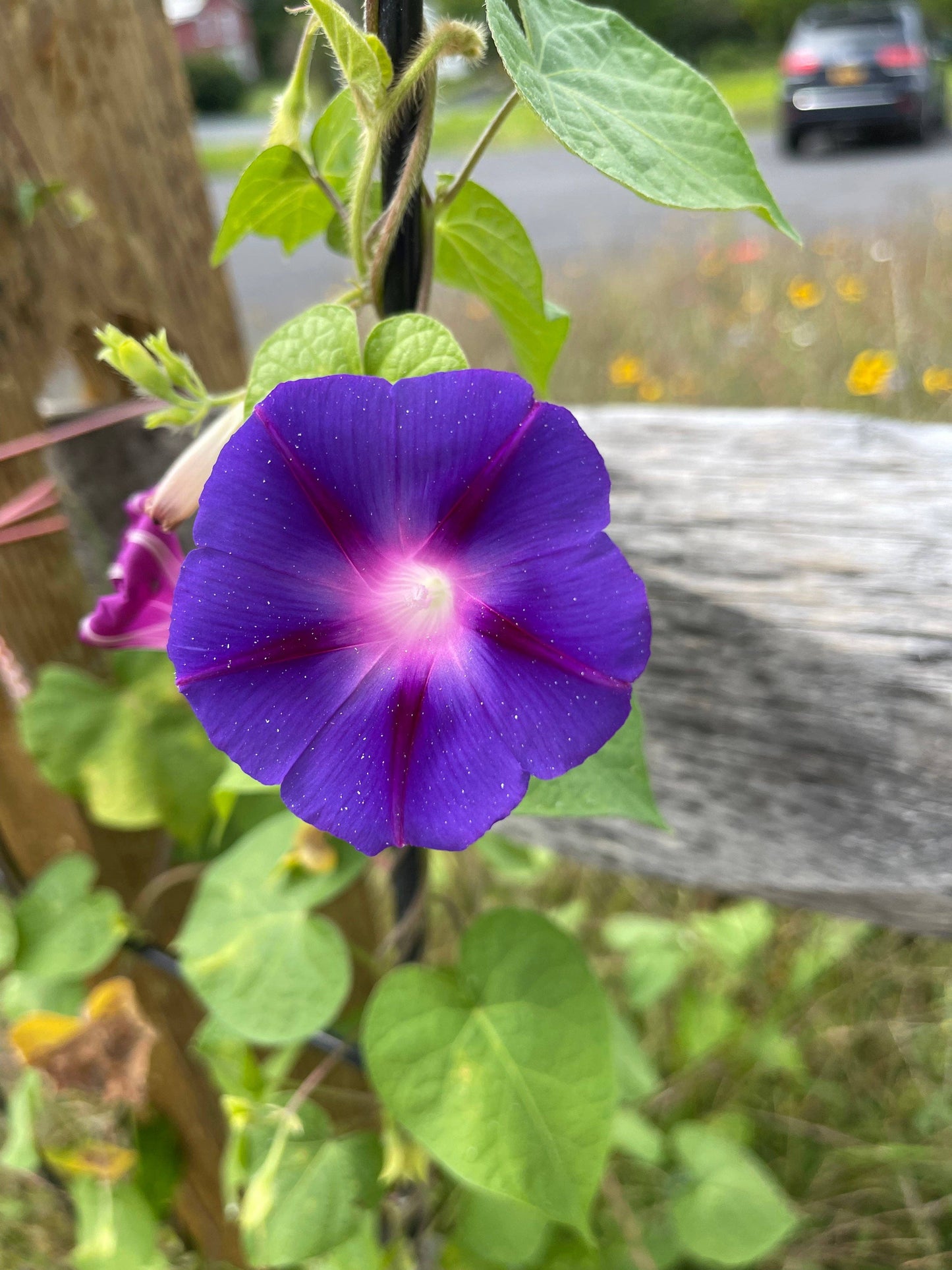 Morning Glory Heirloom Garden Seed Packets