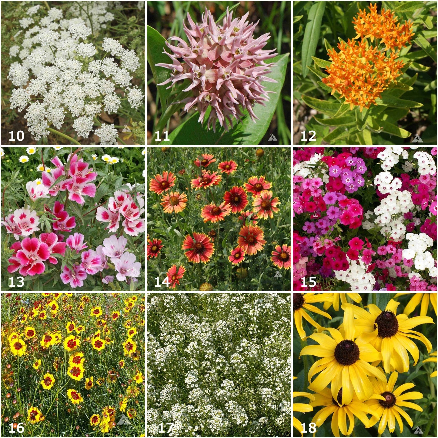 Butterfly Habitat Flower Seed Tin