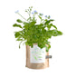 Forget-Me-Not Garden Sprinkles