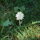 Daisy Pin Brooch
