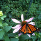 Butterfly Habitat Flower Seed Tin