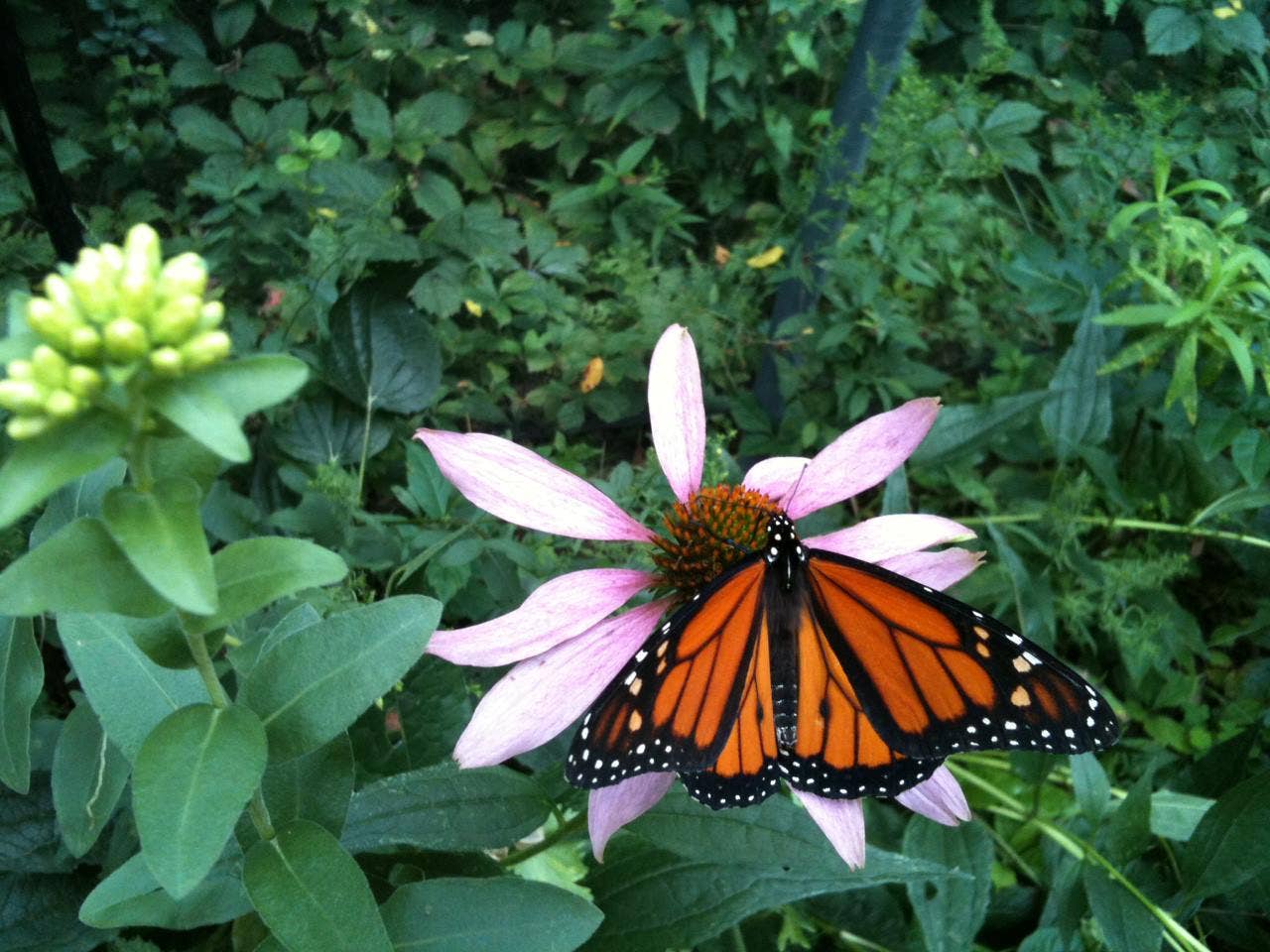 Butterfly Habitat Flower Seed Tin