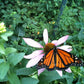 Monarch  Milkweed Garden Sprinkles