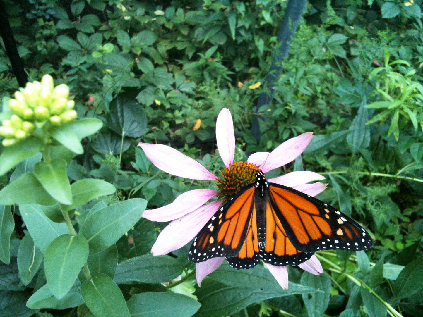 Monarch  Milkweed Garden Sprinkles