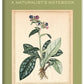 Botany: A Naturalist's Notebook