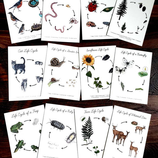 Backyard Nature Art Print Set - Life Cycles